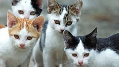 PIEDIMONTE MATESE, “VIETATO DAR DA MANGIARE AI GATTI”, L’IMBARAZZANTE CARTELLO DI CHI NON LI AMA