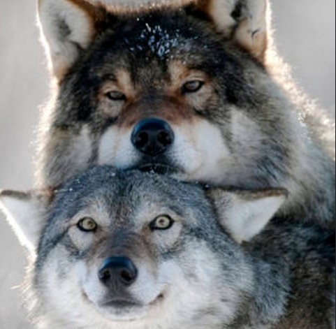 MOLISE, LUPI IN PAESE, TRA PREOCCUPAZONE E RISPETTO PER GLI ANIMALI