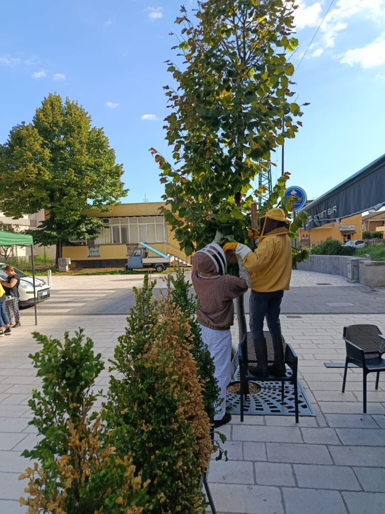 PIEDIMONTE MATESE, PIAZZA CARMINE, C’È IL MERCATINO DELL’USATO MA UNO SCIAME DI API RISCHIA DI FARLO SALTARE