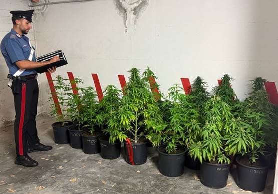 A CESA NEL CASERTANO COLTIVAVA MARIJUANA IN GIARDINO. 54ENNE ARRESTATO