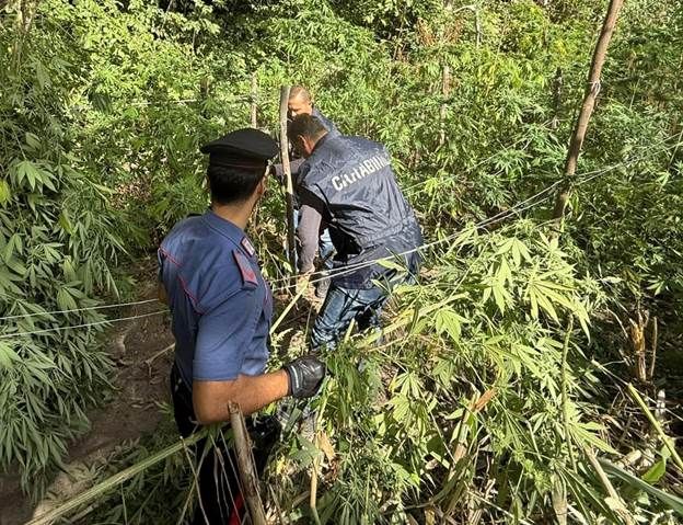 ACERRA, COLTIVAZIONE DI MARIJUANA SCOPERTA DAI CARABINIERI: DENUNCIATO UN 47ENNE