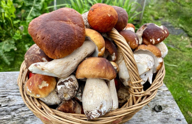 SANNIO, MORTE SOSPETTA DI UNA DONNA, SI IPOTIZZA L’AVVELENAMENTO DA FUNGHI