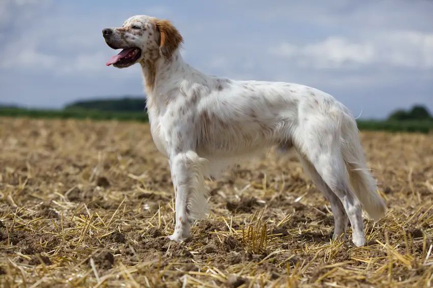 LA STORIA DI ROCKY IL CANE CHE CERCAVA SOLO AMORE … E HA TROVATO LA MORTE