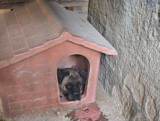 MALTRATTATO E IN STATO DI ABBANDONO UN CANE DI GROSSA TAGLIA. DENUNCIATO IL PROPRIETARIO. VERGOGNA