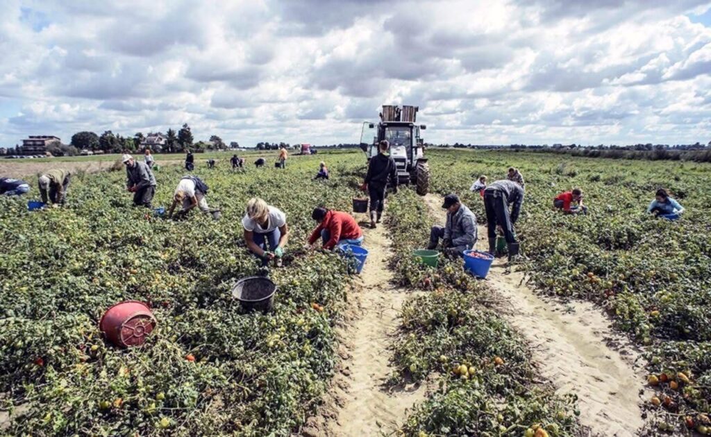 COLDIRETTI CASERTA CONTRO IL CAPORALATO : FERMA CONDANNA CONTRO GLI SFRUTTATORI DEI LAVORATORI INDIANI STOP AL CAPORALATO