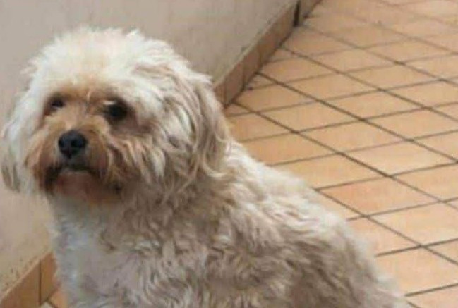 CALVI RISORTA, NON SI TROVA SHILA. C’È APPRENSIONE