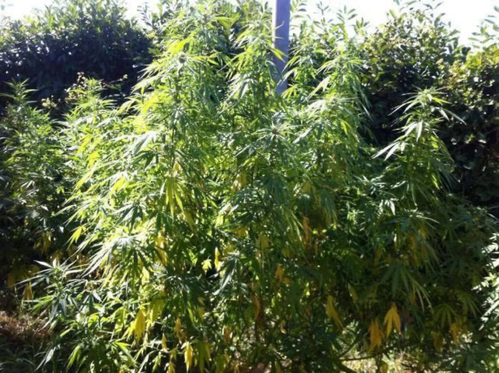 SCOPERTA PIANTAGIONE DI CANNABIS NEL CASERTANO : SEQUESTRATE 17 PIANTE PER CIRCA 100 CHILI, ATTESTATO UN UOMO