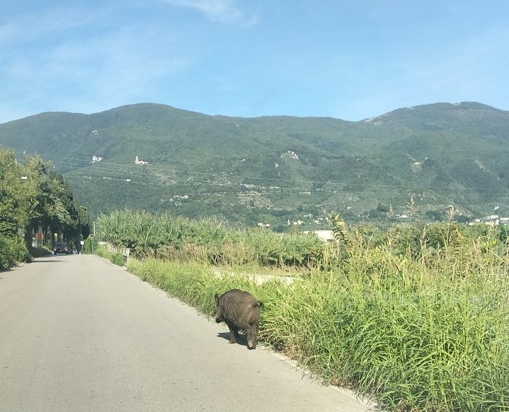 CINGHIALI A SPASSO SULLE STRADE DEL MATESE: UN PERICOLO PER GLI AUTOMOBILISTI E PER GLI STESSI ANIMALI